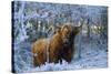 Scottish Highland Cow in Frost-null-Stretched Canvas