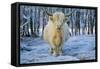 Scottish Highland Cow in Frost-null-Framed Stretched Canvas