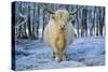 Scottish Highland Cow in Frost-null-Stretched Canvas