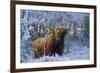 Scottish Highland Cow in Frost-null-Framed Photographic Print