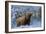 Scottish Highland Cow in Frost-null-Framed Photographic Print