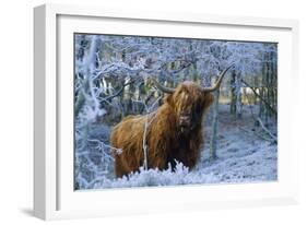 Scottish Highland Cow in Frost-null-Framed Photographic Print