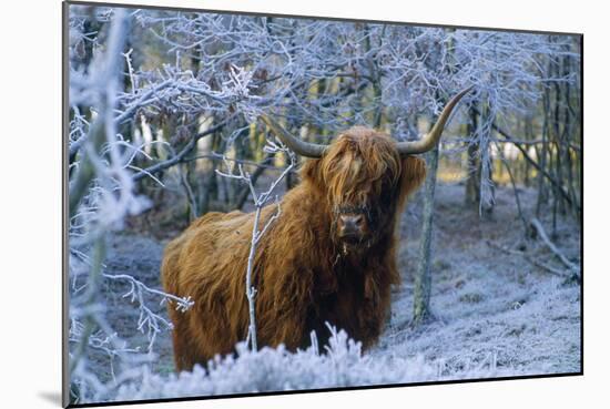 Scottish Highland Cow in Frost-null-Mounted Photographic Print