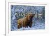 Scottish Highland Cow in Frost-null-Framed Photographic Print