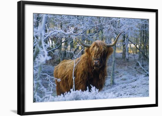 Scottish Highland Cow in Frost-null-Framed Photographic Print