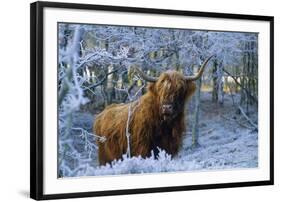 Scottish Highland Cow in Frost-null-Framed Photographic Print