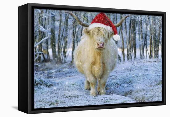 Scottish Highland Cow in Snowy Scene-null-Framed Stretched Canvas
