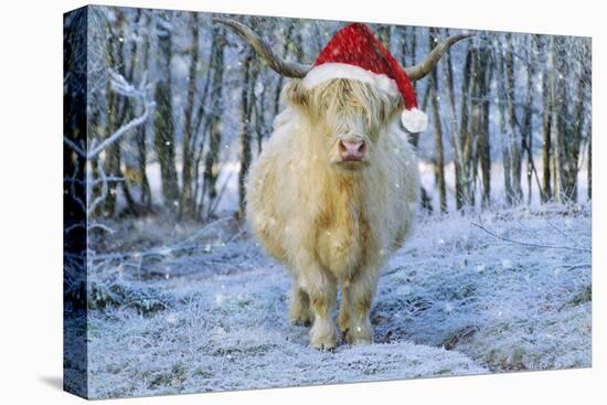 Scottish Highland Cow in Snowy Scene-null-Stretched Canvas