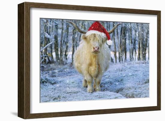 Scottish Highland Cow in Snowy Scene-null-Framed Photographic Print