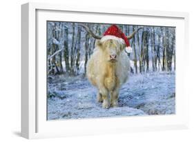 Scottish Highland Cow in Snowy Scene-null-Framed Photographic Print