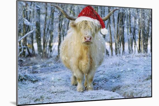 Scottish Highland Cow in Snowy Scene-null-Mounted Photographic Print