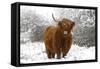 Scottish Highland Cow in the Snowy Foreland of River Ijssel-null-Framed Stretched Canvas