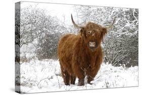 Scottish Highland Cow in the Snowy Foreland of River Ijssel-null-Stretched Canvas