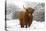 Scottish Highland Cow in the Snowy Foreland of River Ijssel-null-Stretched Canvas