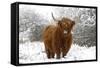 Scottish Highland Cow in the Snowy Foreland of River Ijssel-null-Framed Stretched Canvas