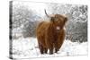 Scottish Highland Cow in the Snowy Foreland of River Ijssel-null-Stretched Canvas