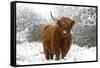 Scottish Highland Cow in the Snowy Foreland of River Ijssel-null-Framed Stretched Canvas