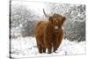 Scottish Highland Cow in the Snowy Foreland of River Ijssel-null-Stretched Canvas