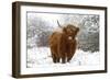 Scottish Highland Cow in the Snowy Foreland of River Ijssel-null-Framed Photographic Print