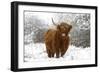 Scottish Highland Cow in the Snowy Foreland of River Ijssel-null-Framed Photographic Print