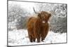 Scottish Highland Cow in the Snowy Foreland of River Ijssel-null-Mounted Photographic Print