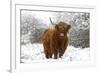 Scottish Highland Cow in the Snowy Foreland of River Ijssel-null-Framed Photographic Print