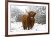 Scottish Highland Cow in the Snowy Foreland of River Ijssel-null-Framed Photographic Print