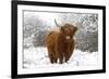 Scottish Highland Cow in the Snowy Foreland of River Ijssel-null-Framed Photographic Print