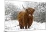 Scottish Highland Cow in the Snowy Foreland of River Ijssel-null-Mounted Photographic Print