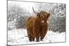 Scottish Highland Cow in the Snowy Foreland of River Ijssel-null-Mounted Photographic Print