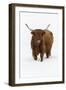 Scottish Highland Cow Standing on Snow Covered Field-null-Framed Photographic Print