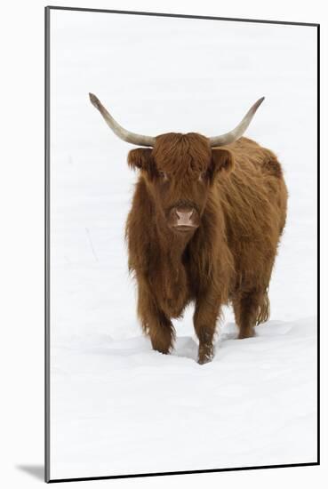 Scottish Highland Cow Standing on Snow Covered Field-null-Mounted Photographic Print