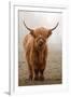 Scottish Highland Cow-Franz Peter Rudolf-Framed Photographic Print