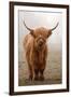 Scottish Highland Cow-Franz Peter Rudolf-Framed Photographic Print