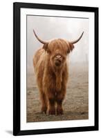 Scottish Highland Cow-Franz Peter Rudolf-Framed Photographic Print