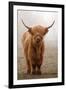 Scottish Highland Cow-Franz Peter Rudolf-Framed Photographic Print