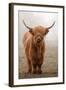 Scottish Highland Cow-Franz Peter Rudolf-Framed Photographic Print