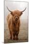 Scottish Highland Cow-Franz Peter Rudolf-Mounted Photographic Print