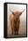 Scottish Highland Cow-Franz Peter Rudolf-Framed Stretched Canvas