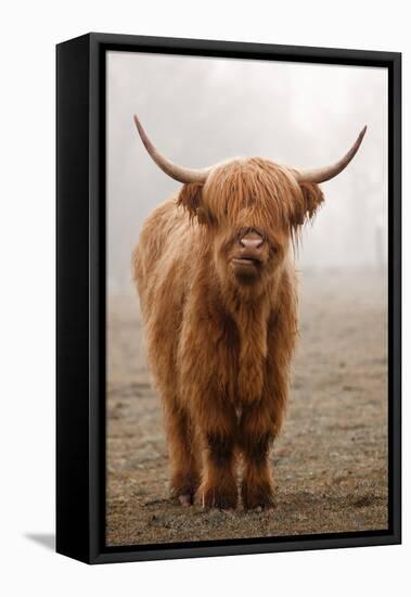 Scottish Highland Cow-Franz Peter Rudolf-Framed Stretched Canvas