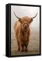 Scottish Highland Cow-Franz Peter Rudolf-Framed Stretched Canvas