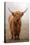 Scottish Highland Cow-Franz Peter Rudolf-Stretched Canvas