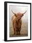 Scottish Highland Cow-Franz Peter Rudolf-Framed Premium Photographic Print
