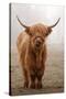 Scottish Highland Cow-Franz Peter Rudolf-Stretched Canvas