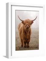 Scottish Highland Cow-Franz Peter Rudolf-Framed Photographic Print