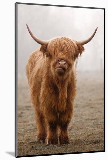 Scottish Highland Cow-Franz Peter Rudolf-Mounted Photographic Print