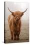 Scottish Highland Cow-Franz Peter Rudolf-Stretched Canvas