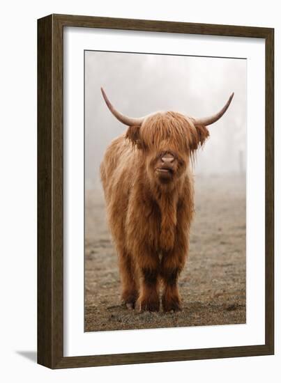 Scottish Highland Cow-Franz Peter Rudolf-Framed Photographic Print