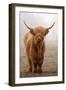 Scottish Highland Cow-Franz Peter Rudolf-Framed Photographic Print