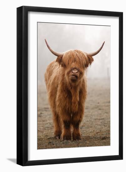 Scottish Highland Cow-Franz Peter Rudolf-Framed Photographic Print